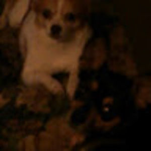 Meet your Posher, Frank